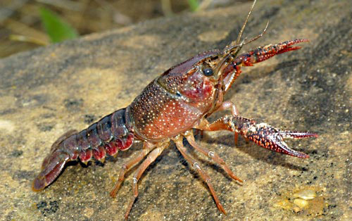 Fauna del parque natural de las Hices del Cabriel