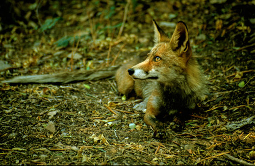 Fauna del parque natural de las Hices del Cabriel