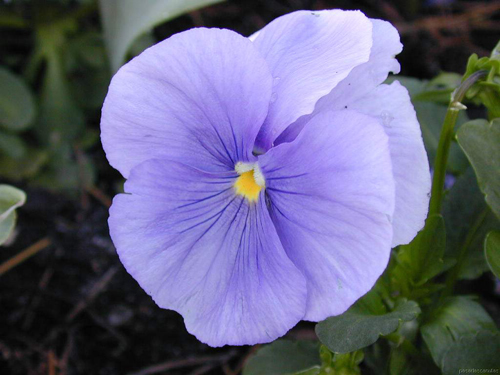 Flora autóctona del parque natural de las Hoces del Cabriel