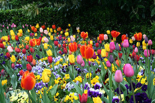 Flora autóctona del parque natural de las Hoces del Cabriel