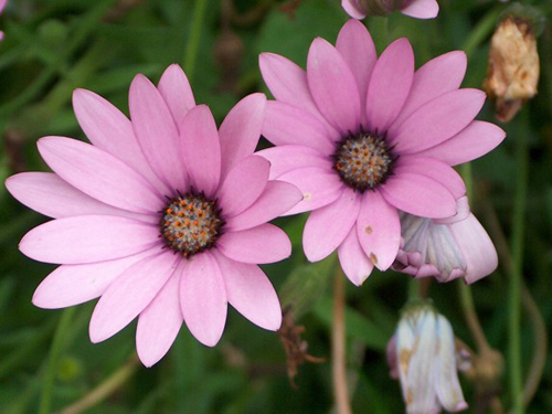 Flora autóctona del parque natural de las Hoces del Cabriel