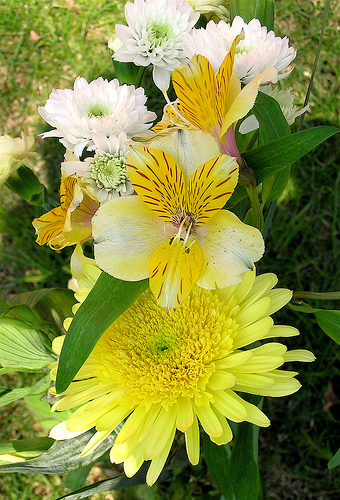 Flora autóctona del parque natural de las Hoces del Cabriel