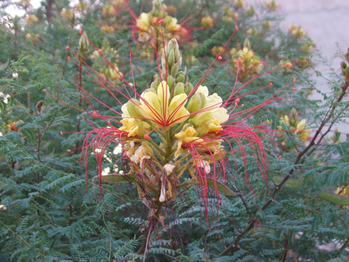 Flora autóctona del parque natural de las Hoces del Cabriel